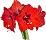 amarilis shape.jpg (50779 bytes)
